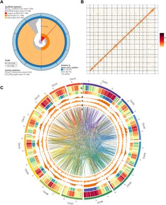 The Chromosome-Scale Reference Genome of Macadamia tetraphylla Provides Insights Into Fatty Acid Biosynthesis